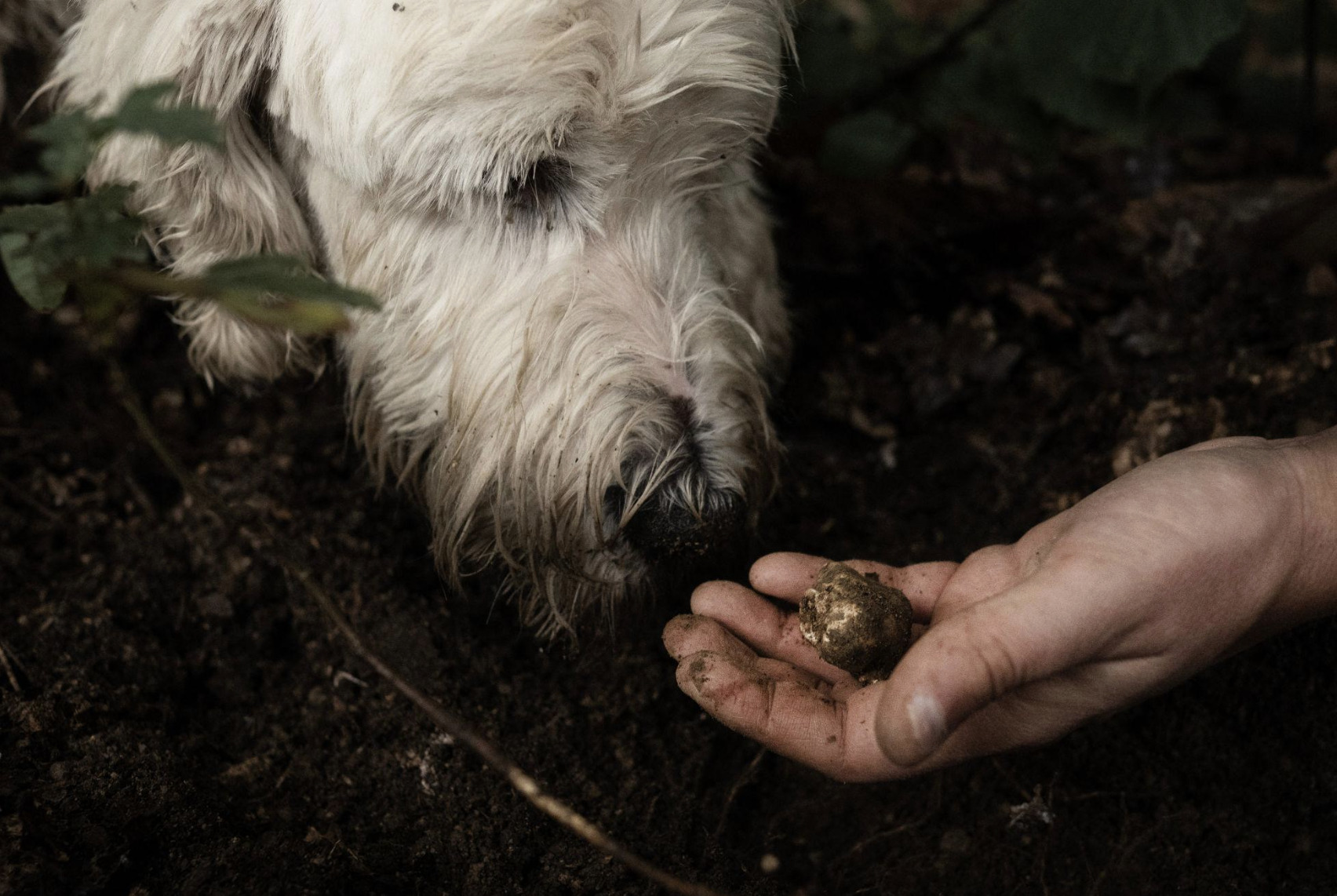 La Fiera Internazionale del Tartufo Bianco d'Alba e l'autunno che profuma di festa